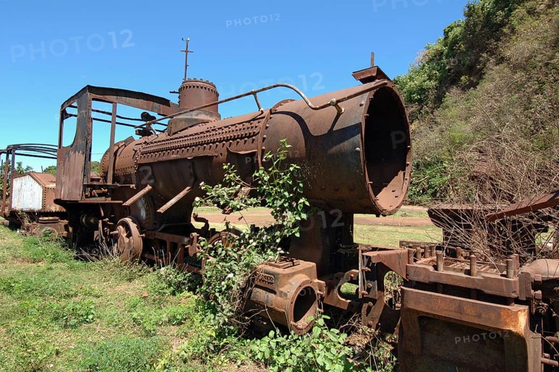Rusty steam locomotive for operation with coal stands on siding is overgrown by plants nature