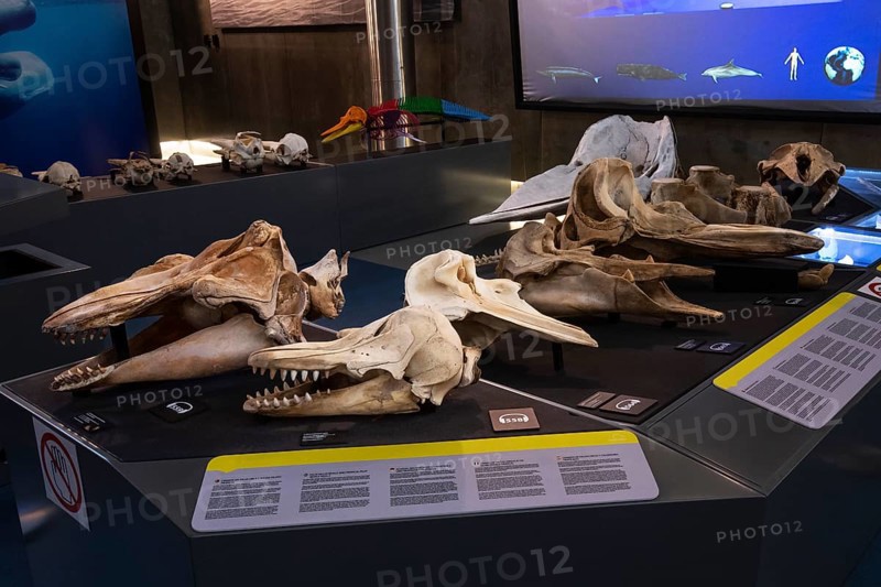 Skulls of various whales