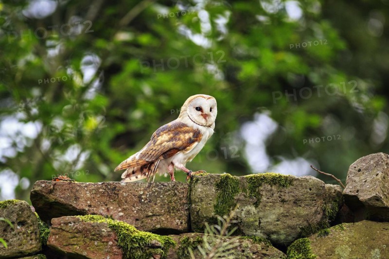 Common barn owl