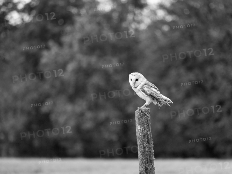 Common barn owl