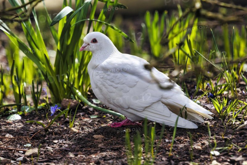 White dove