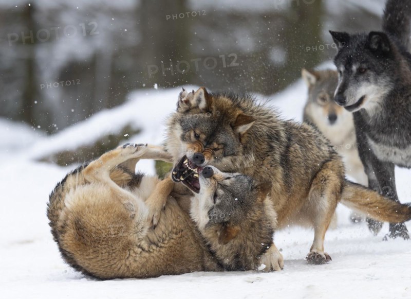 Algonquin wolf
