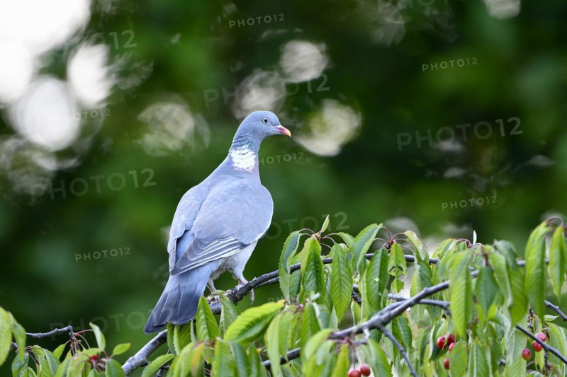 Common wood pigeon