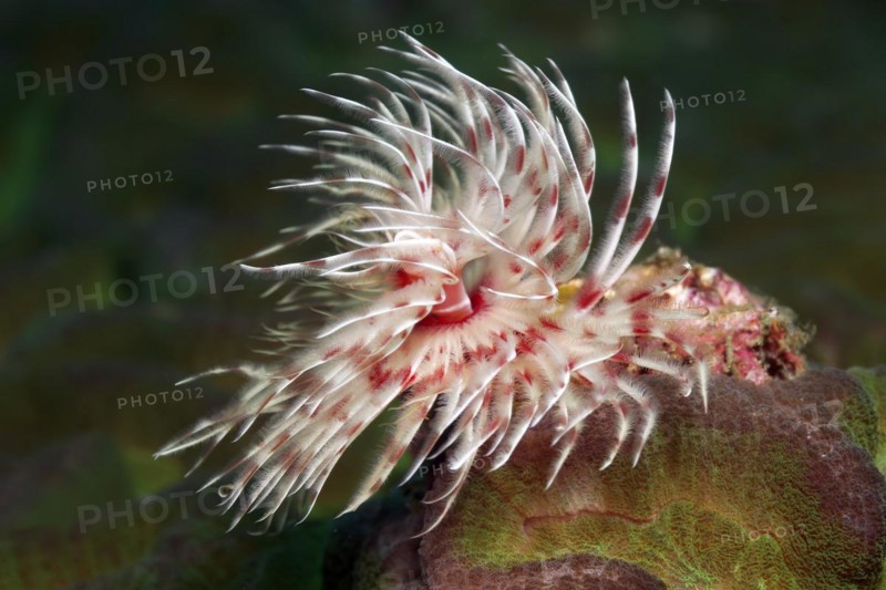 Magnificent tubeworm