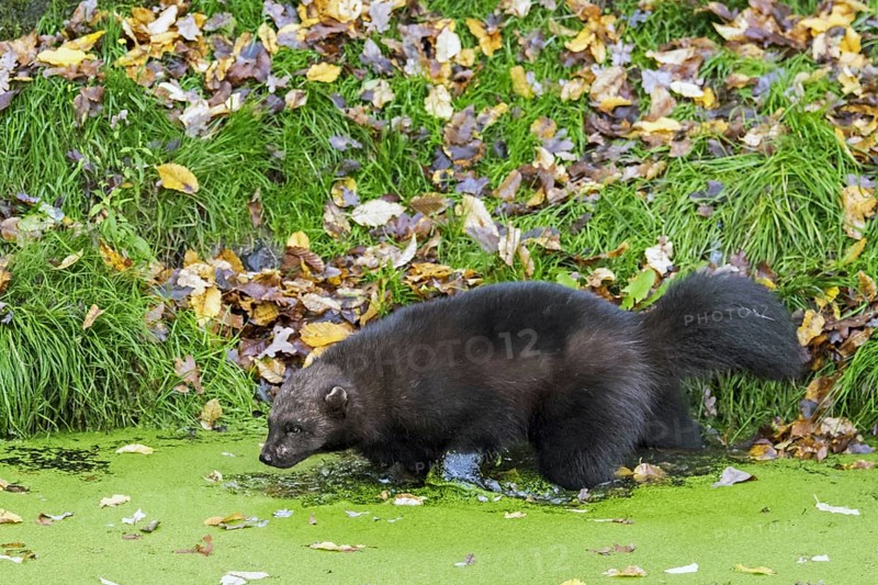 Wolverine