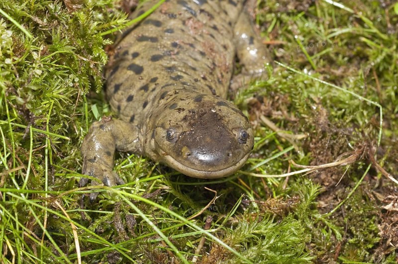 Tiger salamander