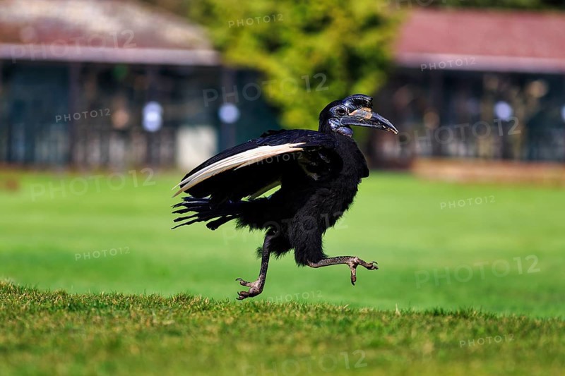 Northern ground hornbill