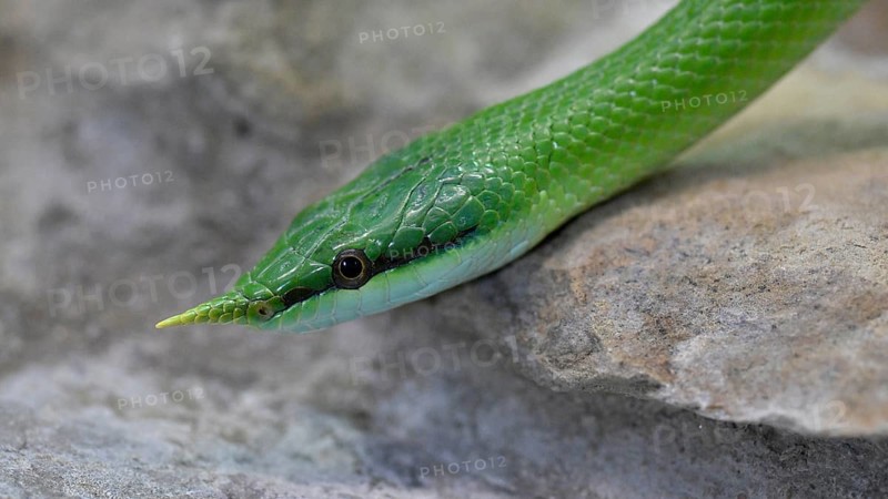 Rhinoceros ratsnake