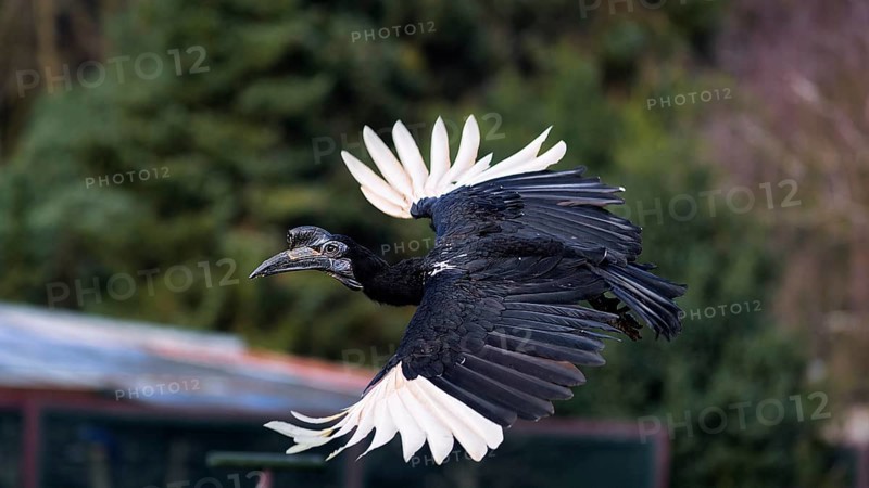 Northern ground hornbill