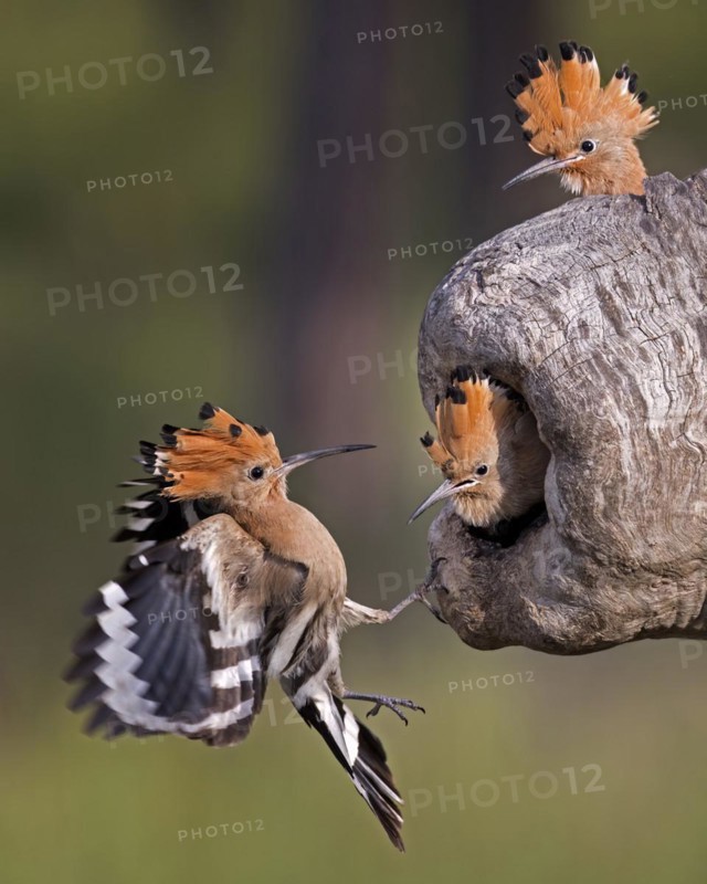 Hoopoe