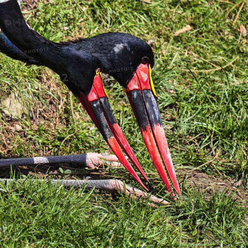 Two Saddle-billed Storks