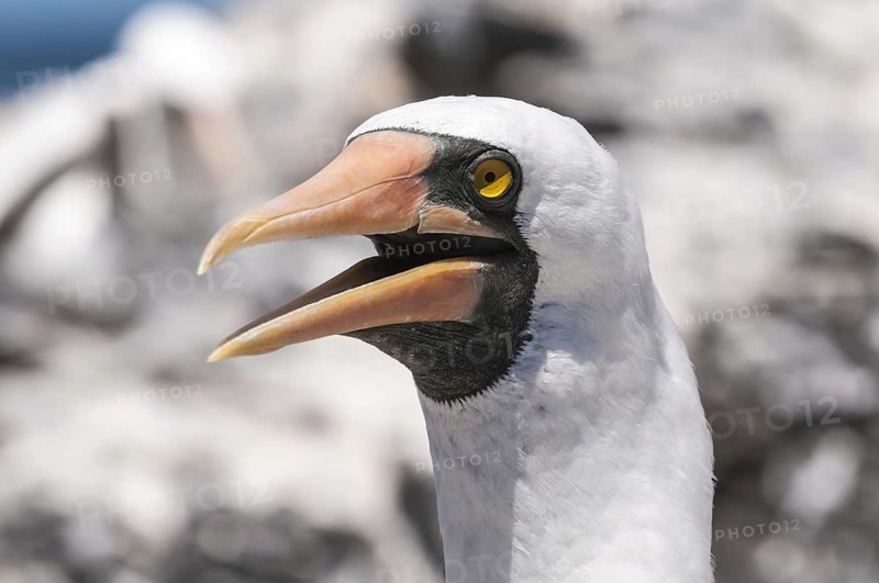 Nazca Booby
