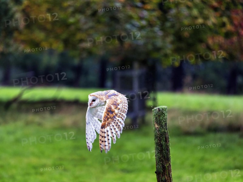 Common barn owl