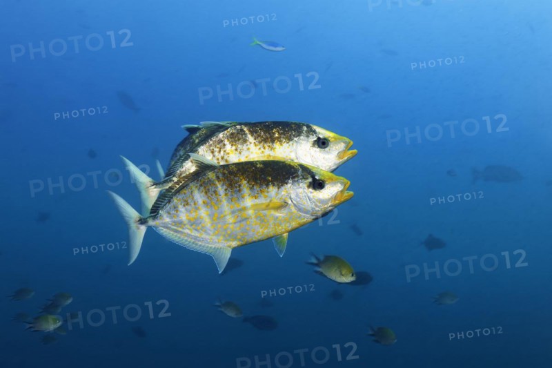 Three orange spotted orange-spotted trevally