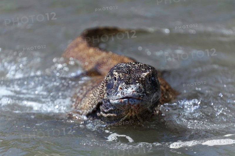 Komodo dragon