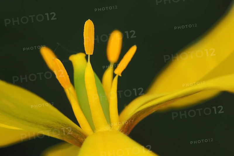 Detail of a wild tulip