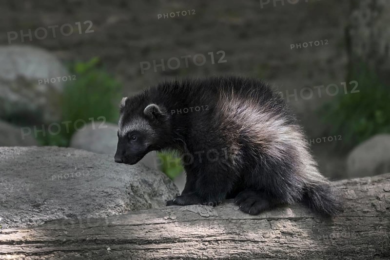 Young wolverine