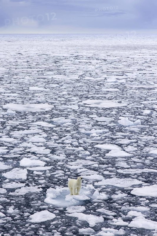 Lone polar bear