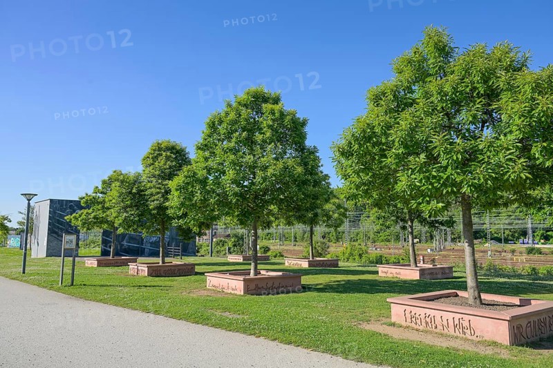 Chestnut Avenue by Vollrad Kutscher