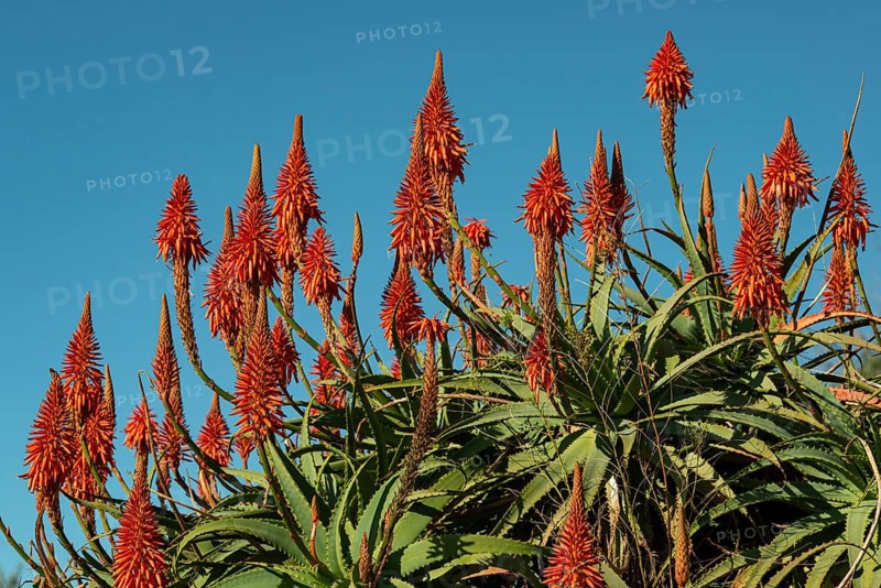 Red aloe vera