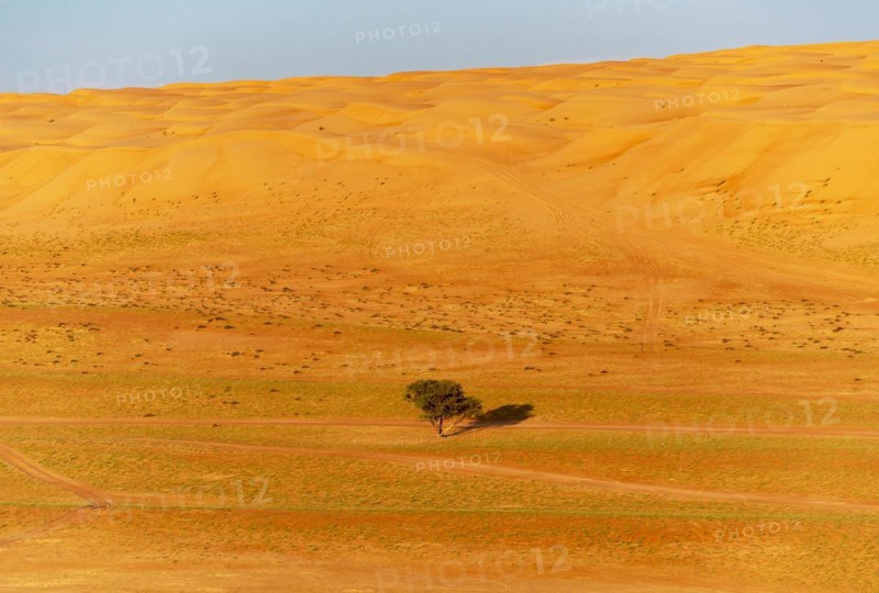 Single tree in the middle of Wahiba Desert
