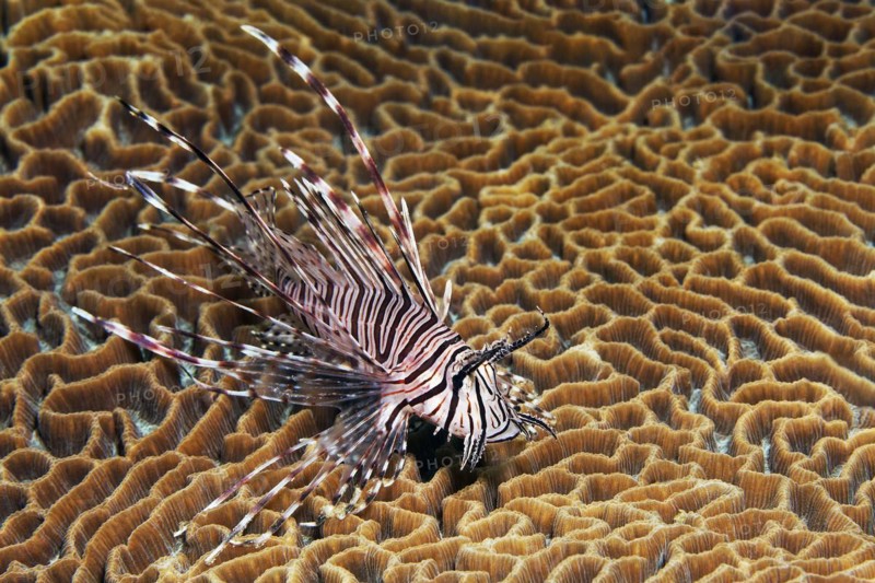 Pacific red lionfish