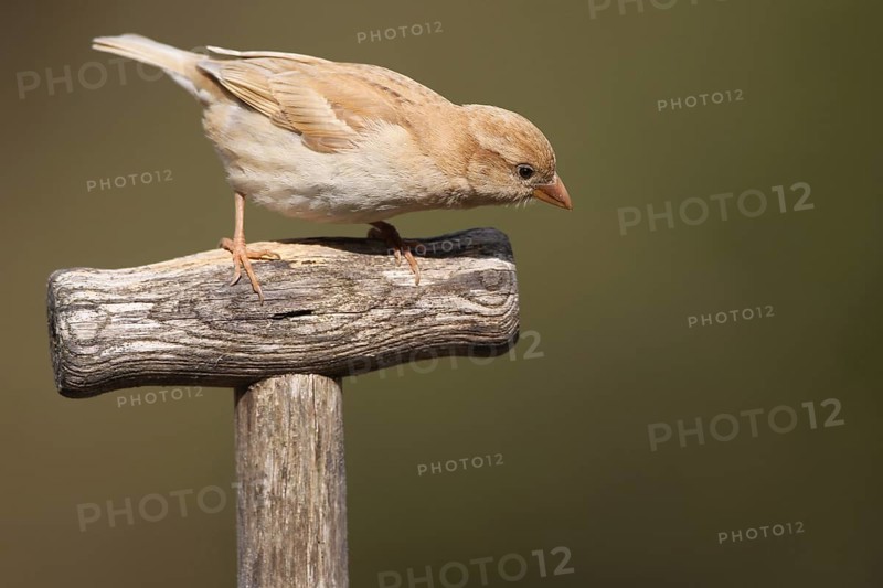 House sparrow