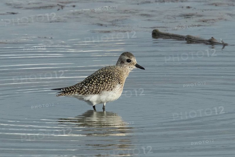 Little Ringed Plover with reflection in water standing looking right