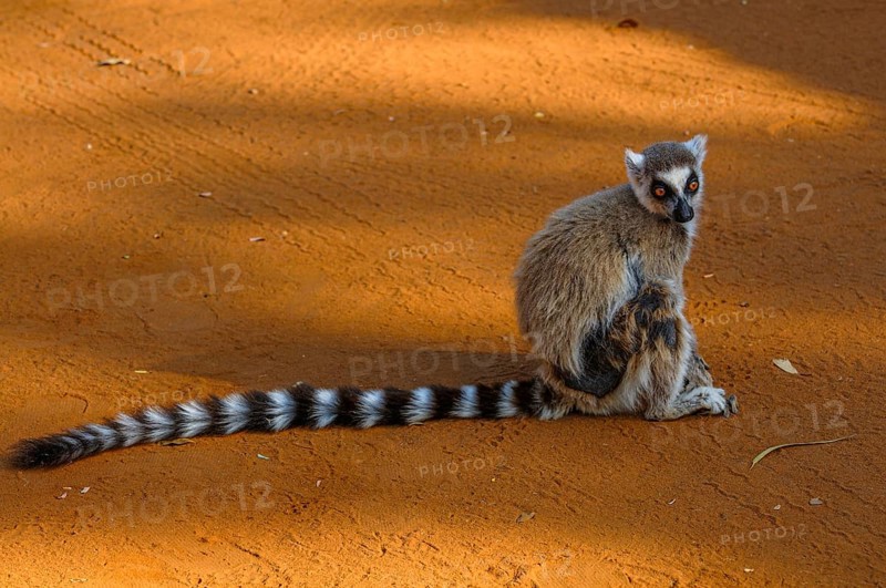 Ring-tailed Lemur