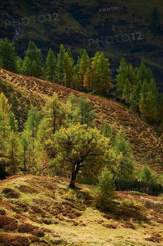 European larch