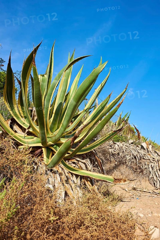 Century plant