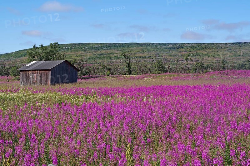 Narrow-leaved willowherbs cover the ground in bloom and in huge quantities
