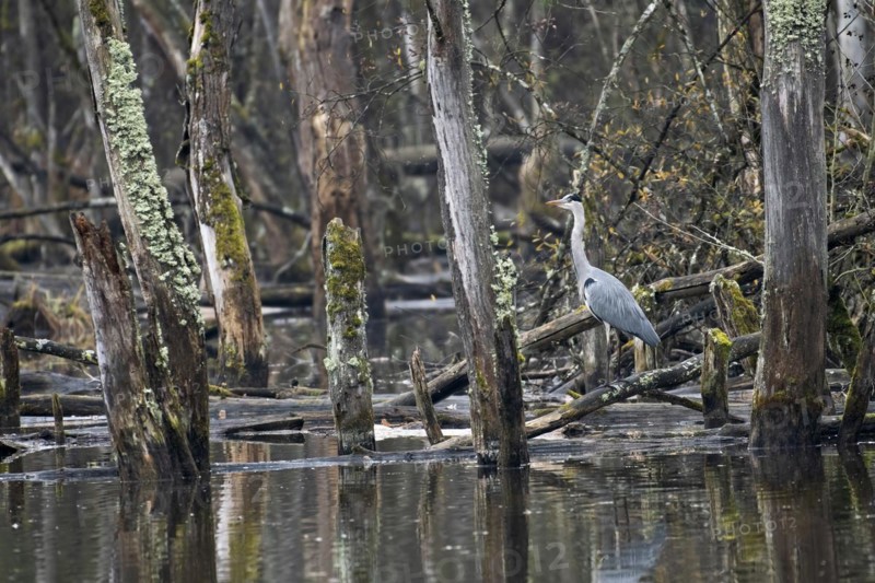 Grey heron