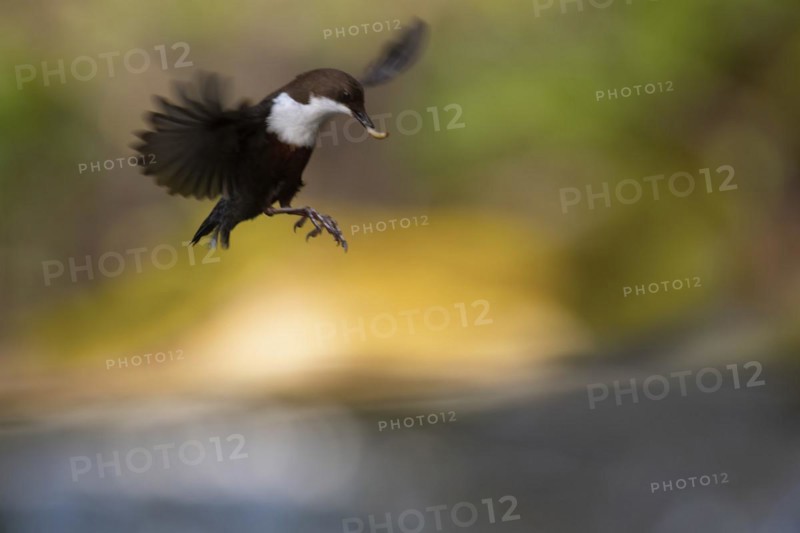 White-breasted dipper