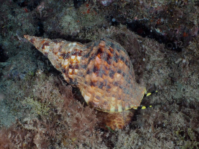 Atlantic triton