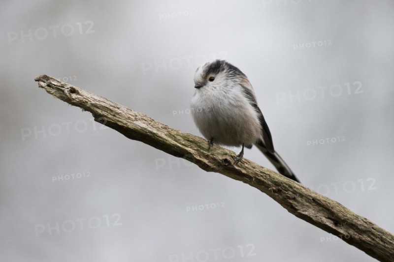 Long-tailed tit