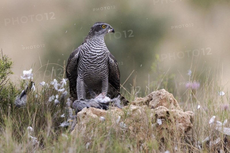 Northern goshawk