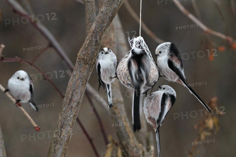 Long-tailed Tit
