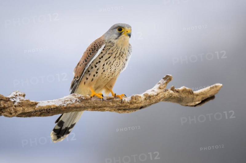 Common kestrel
