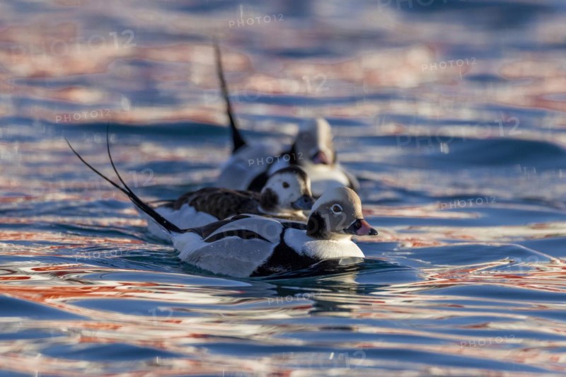 Long-tailed duck