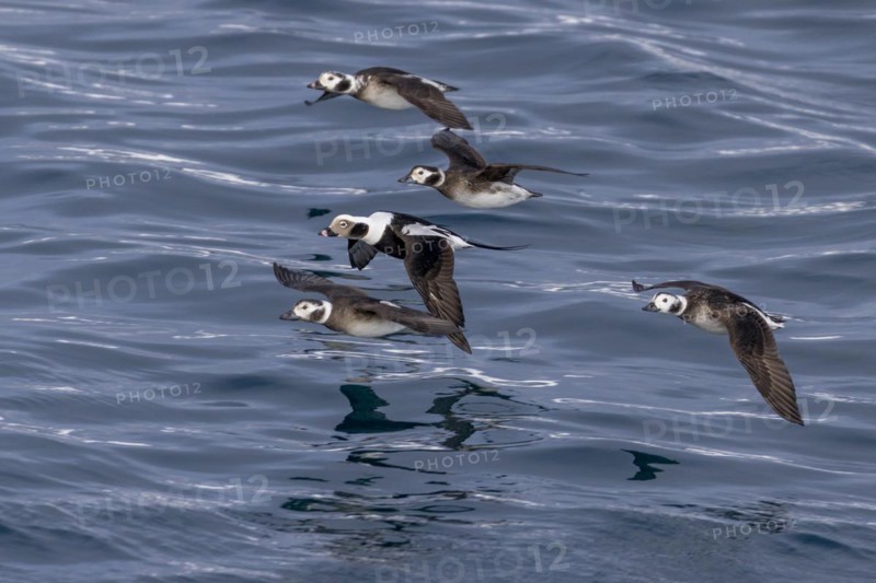 Long-tailed duck