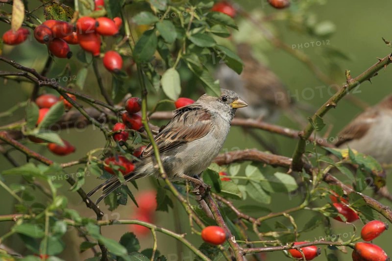 House sparrow