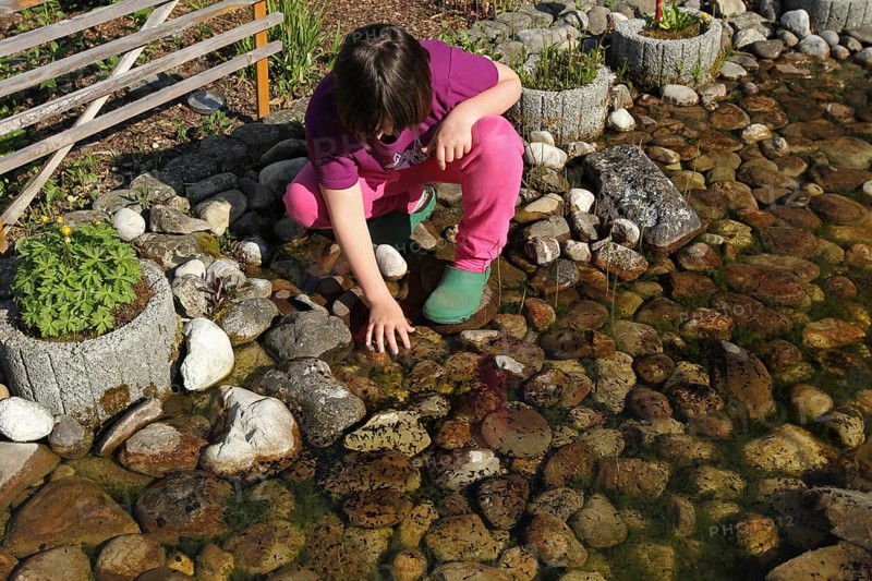 Girl observes tadpoles of the mountain newt