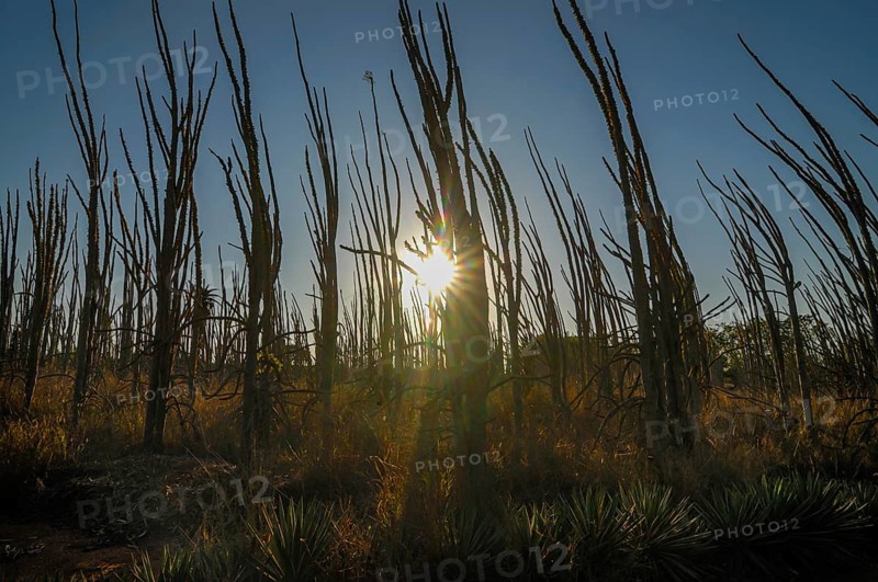 Spiny forest in backlight