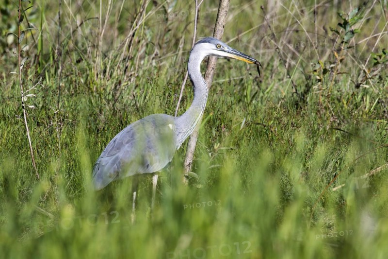 Grey heron