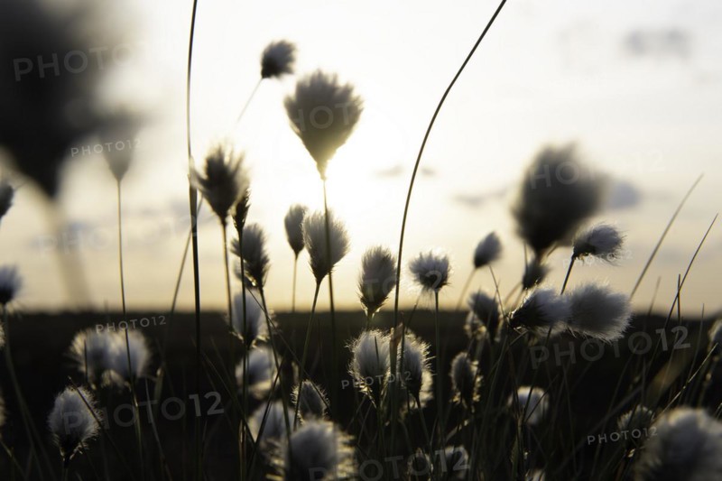 Hare's-tail cottongrass