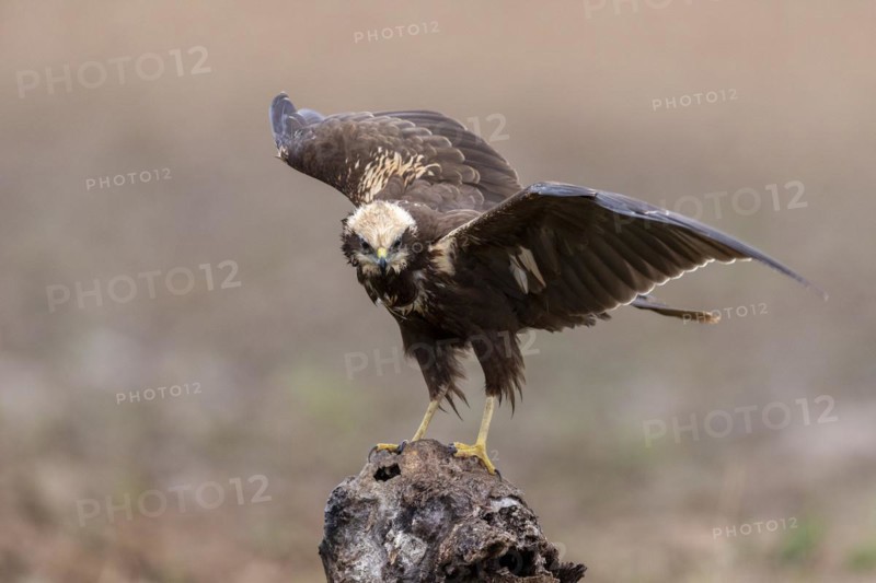 Western marsh-harrier