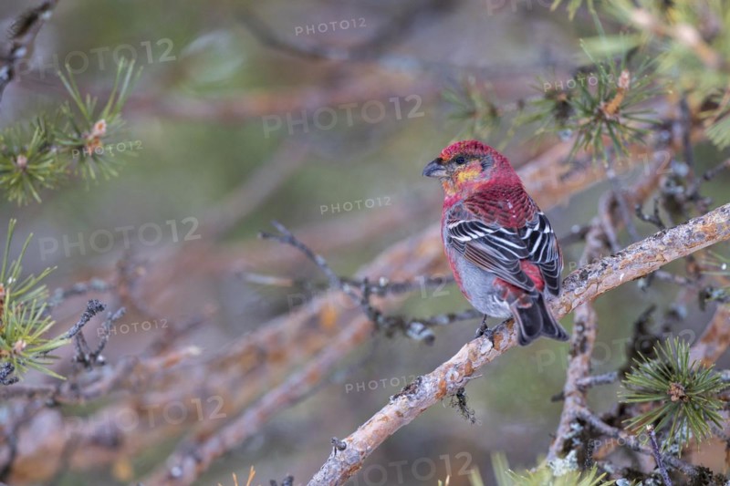 Pine grosbeak