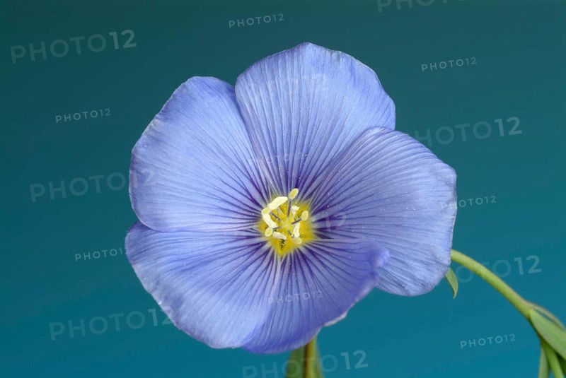 Medicinal plant Linseed