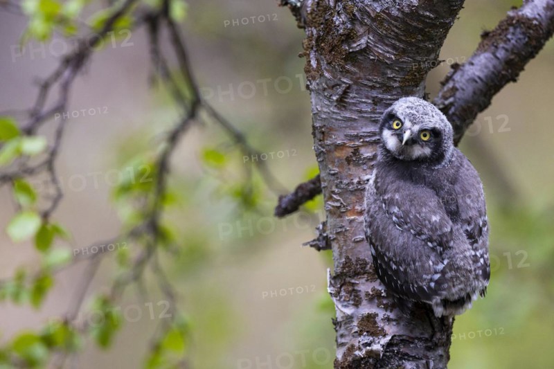 Northern hawk owl